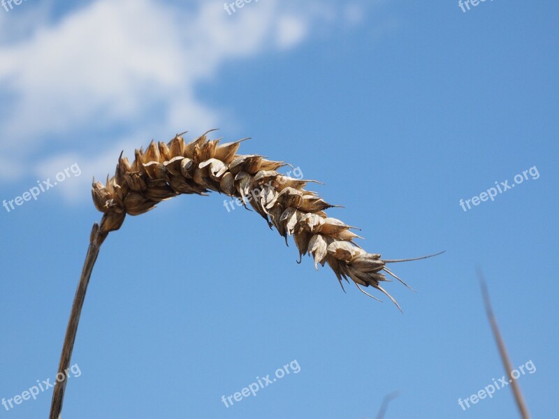 Wheat Spike Cereals Grain Field