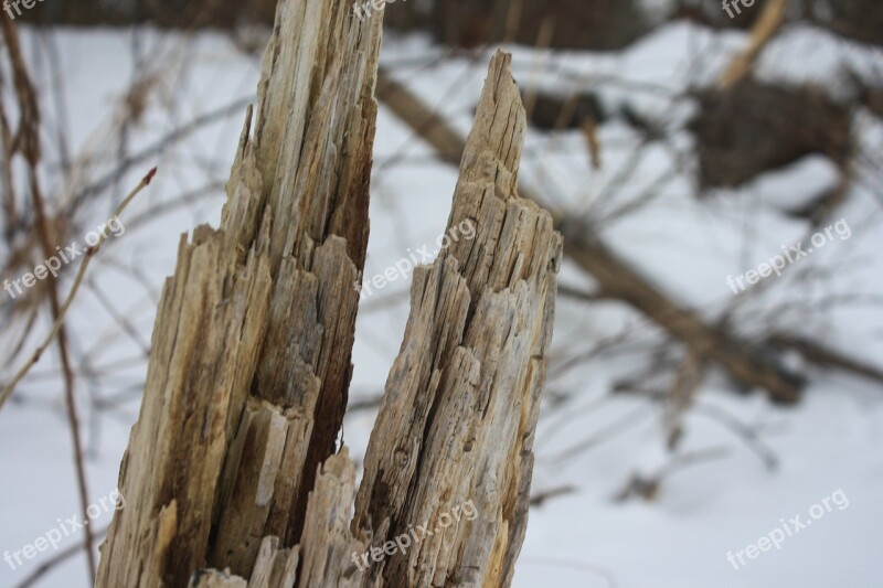 Bark Wood Stump Branch Broken