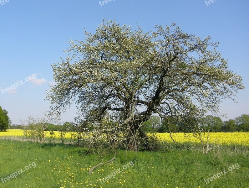 Tree Old Nature Flowers Gnarled