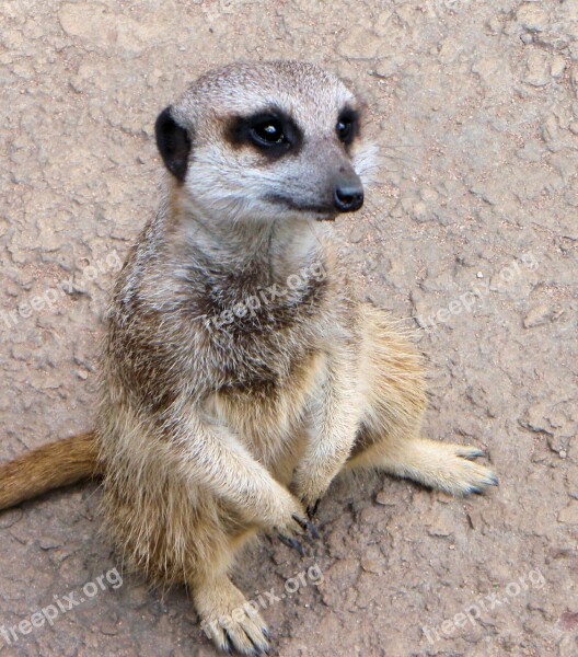 Meerkat Animal Closeup Cute Furry