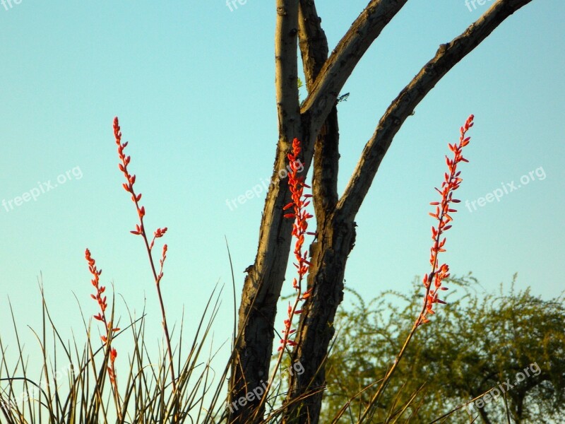 Wildflowers Blue Sky Tree Nature