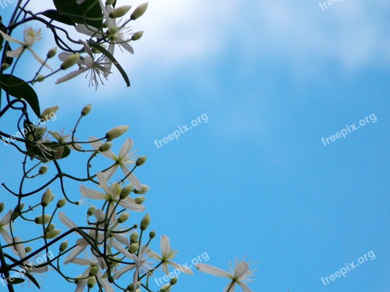 White Flowers Clematis Climbing Flower Flowers Nature