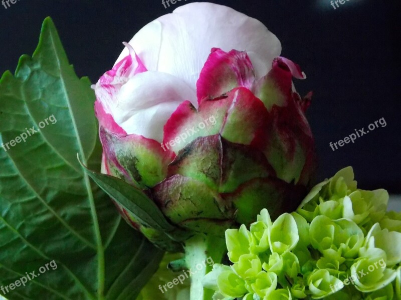 Peony Flower Bloom Pink Floral