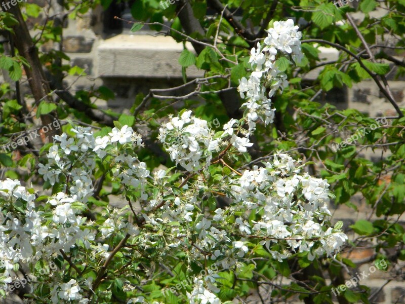 Flowers Tree White Nature Scenery