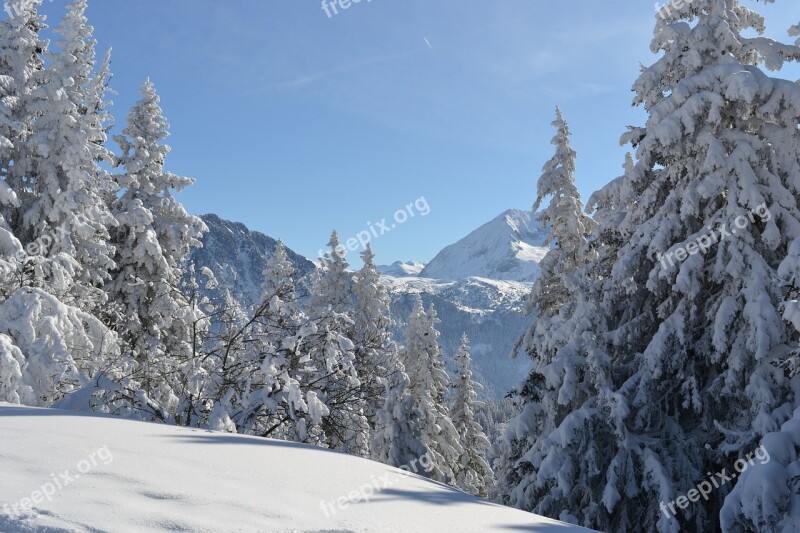 Fir Snow White Mountain Snowy