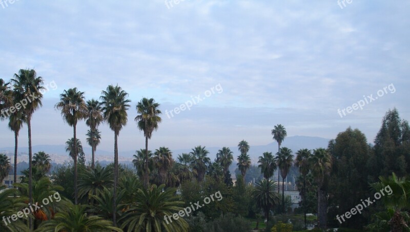 Palm Trees Green Sky Free Photos