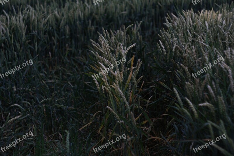 Corn Fief Aftermath Free Photos