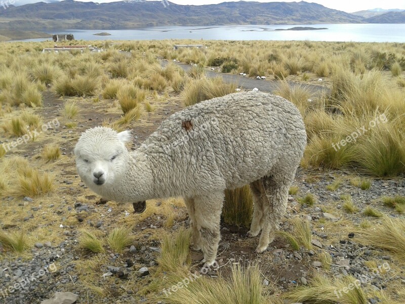 Lama Andes Peru Free Photos