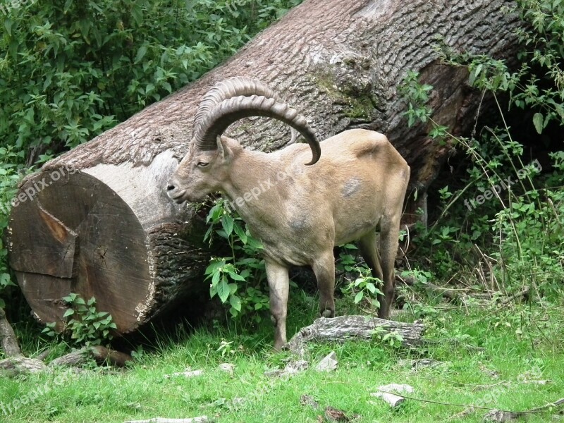 Capricorn Horns Fur Animals Horn