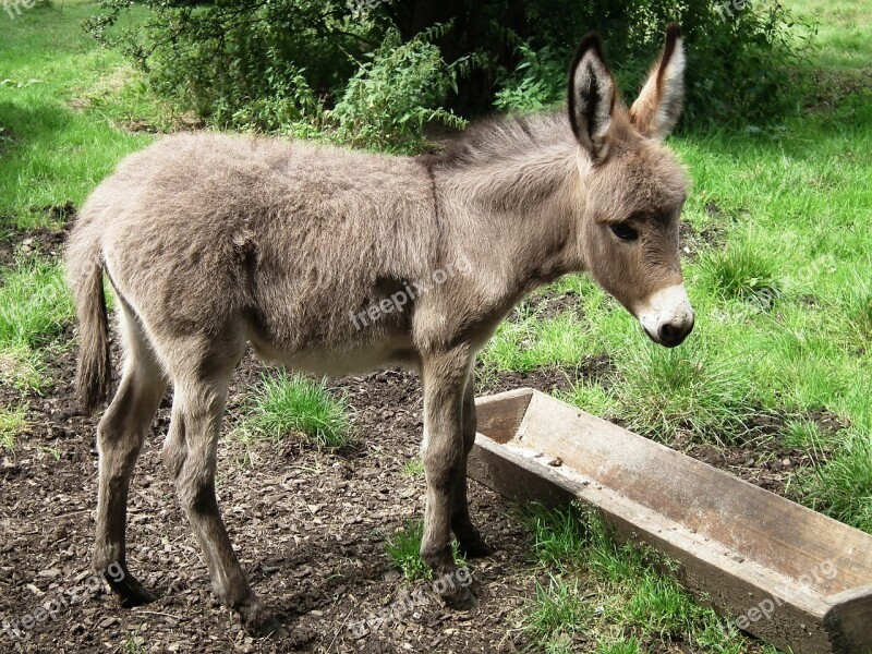 Donkey Young Animal Meadow Ears Free Photos