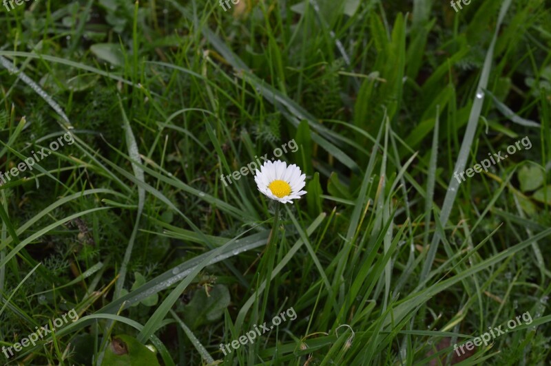 Dew Daisy Flower Grass Free Photos