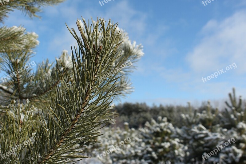 Winter Forrest Snow Pine Woods