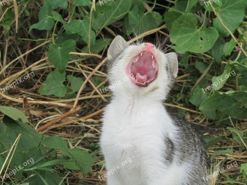 Kitten Yawn Bush Free Photos