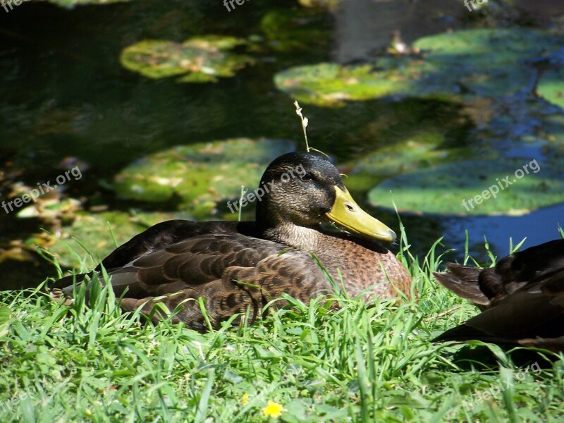 Duck Nature Wildlife Bird Water