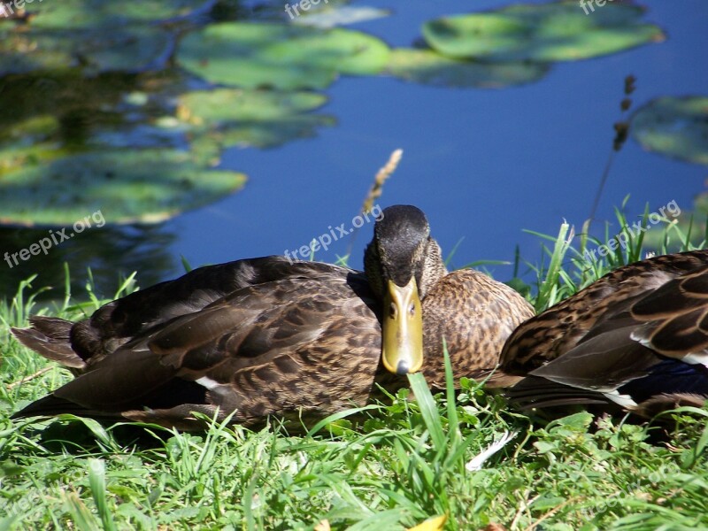 Duck Water Nature Wildlife Free Photos