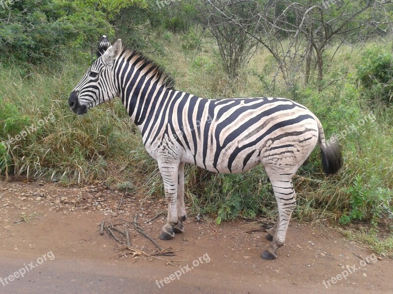 Zebra Animal African Free Photos