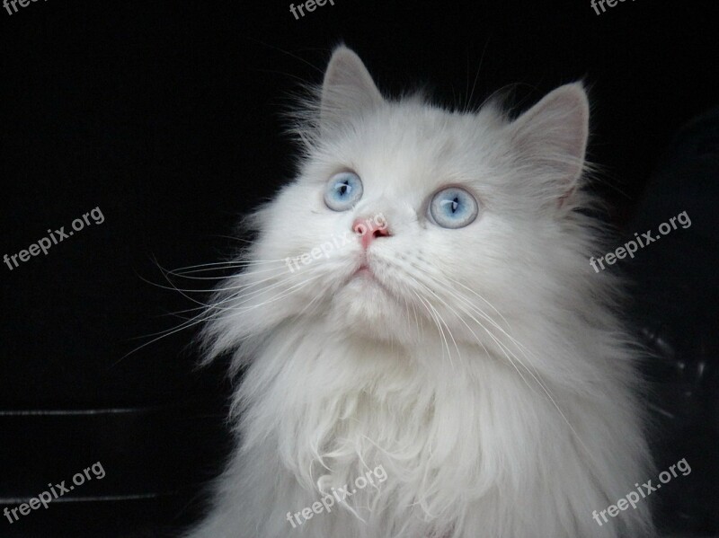 Cat Persian White Blue Eyes Free Photos