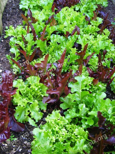 Salad Leaves Lettuce Free Photos