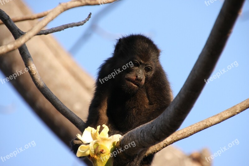 Monkey Howler Monkey Tree Blossom Bloom