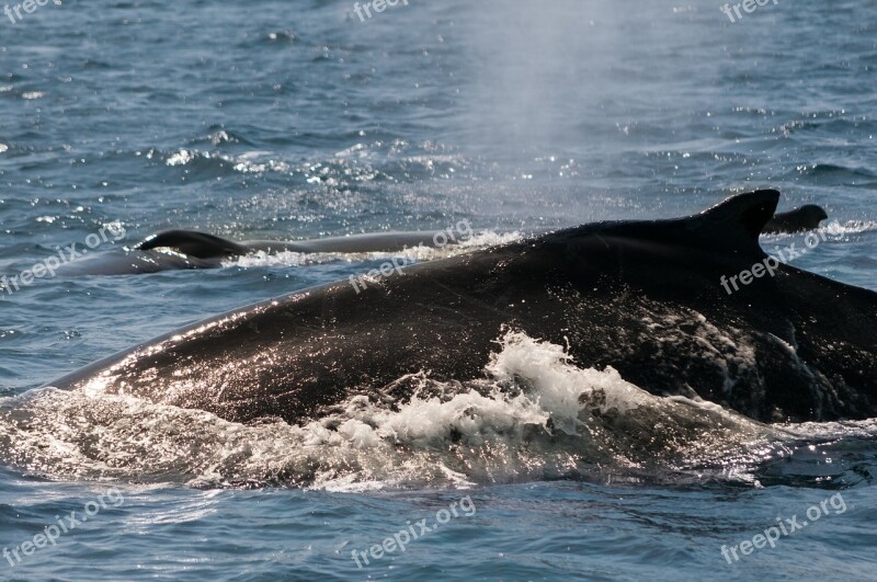 Whale Ocean Monterey California Free Photos