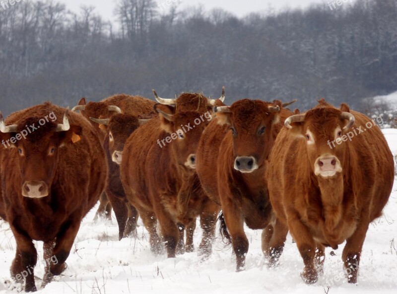 Racing Hollen Cows Snow Winter