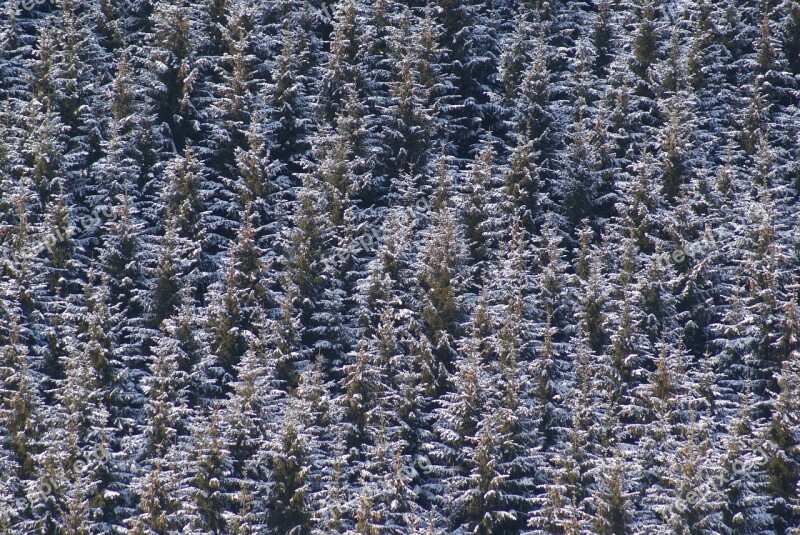 Trees Forest Snow Winter Forests