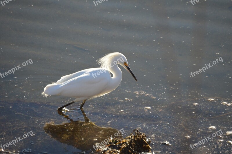 Snowy Egret Bird Wading Water