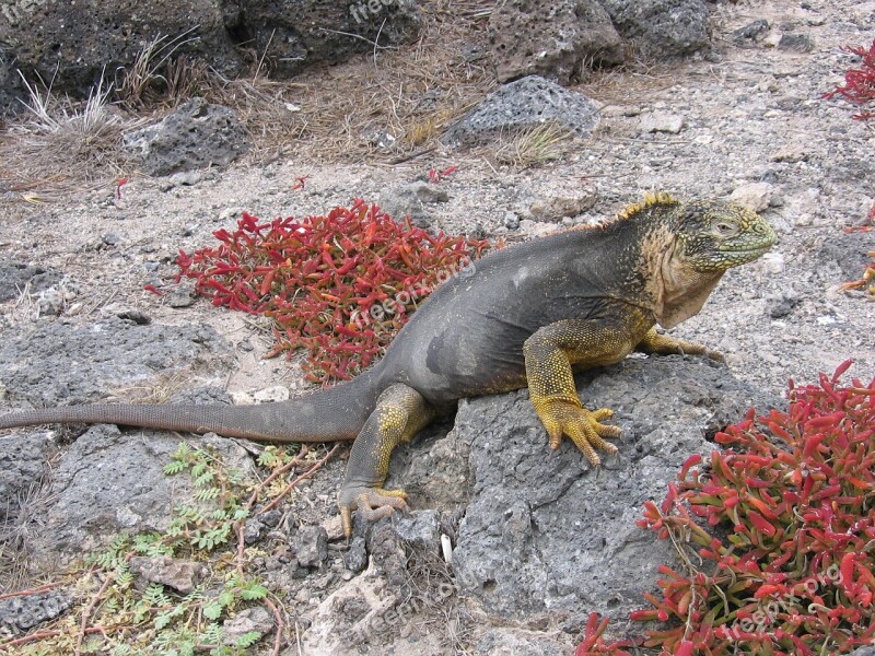 Iguana Galápagos Beach Sand Rocks