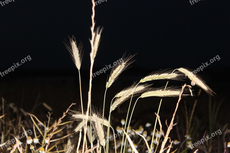 Grain Field Spike Nature Summer