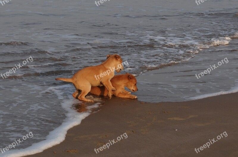 Puppy Beach Sand Playing Pet