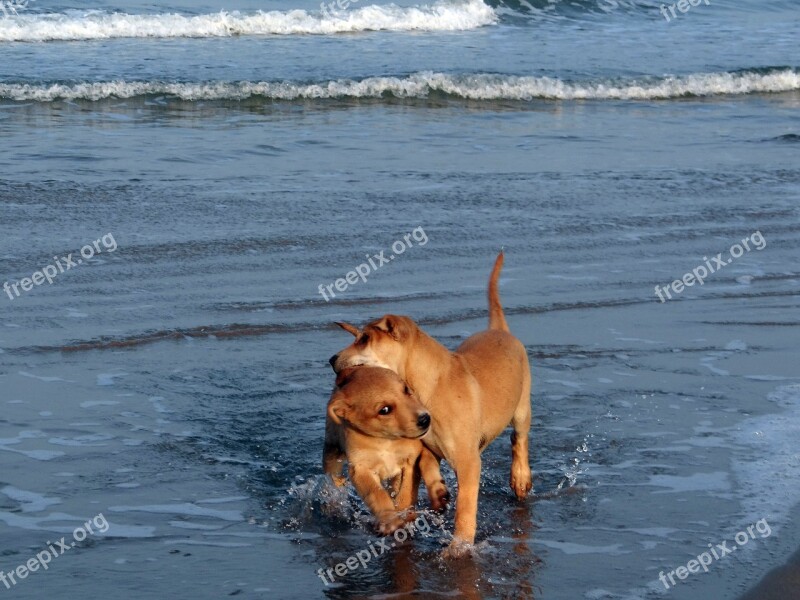 Puppy Beach Water Blue Playing