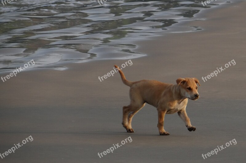 Puppy Beach Sand Playing Pet