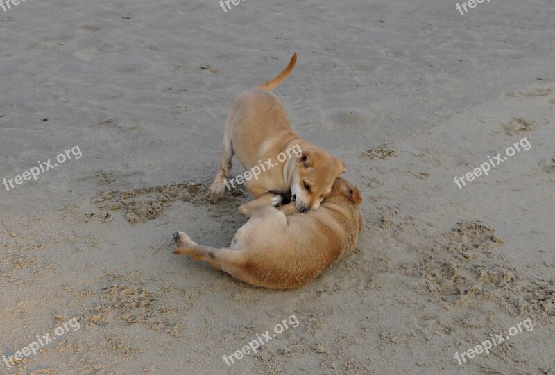 Puppy Beach Sand Playing Pet