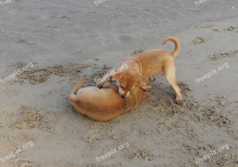 Puppy Beach Sand Playing Pet