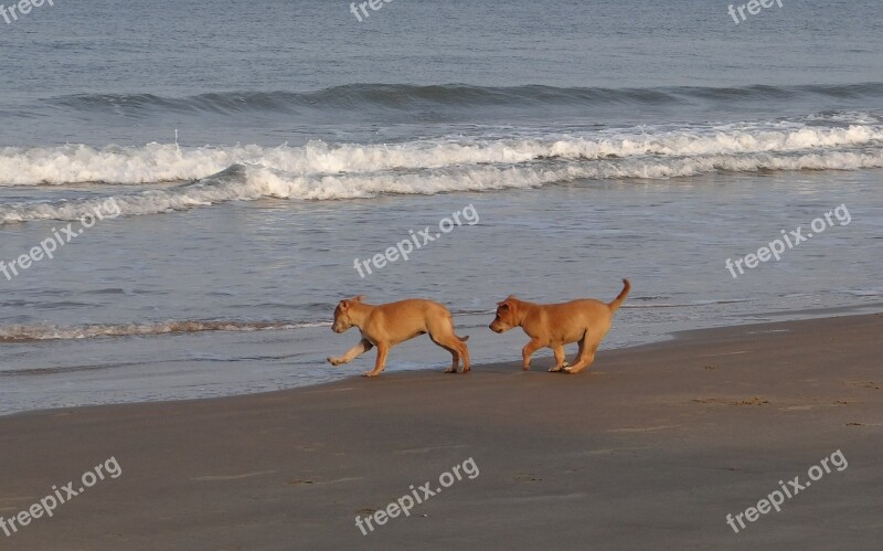 Puppy Beach Sand Playing Pet