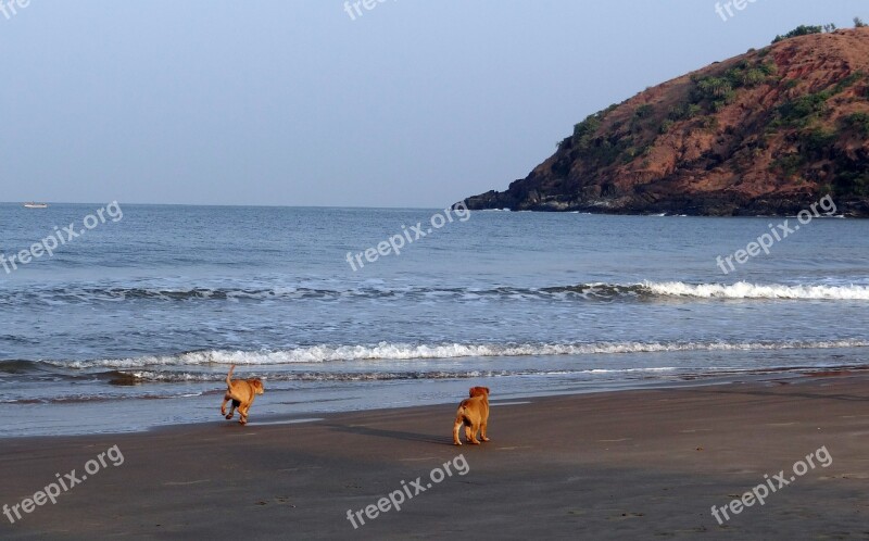 Puppy Beach Sand Playing Pet