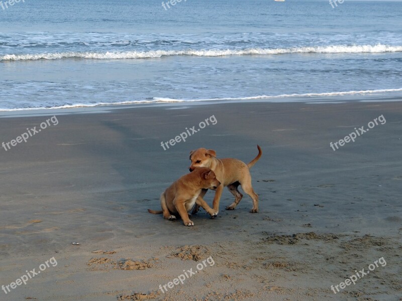 Puppy Beach Sand Playing Pet