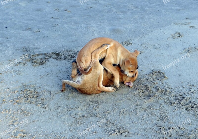 Puppy Beach Sand Playing Pet