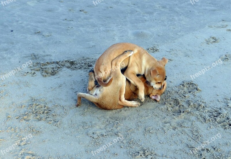 Puppy Beach Sand Playing Pet