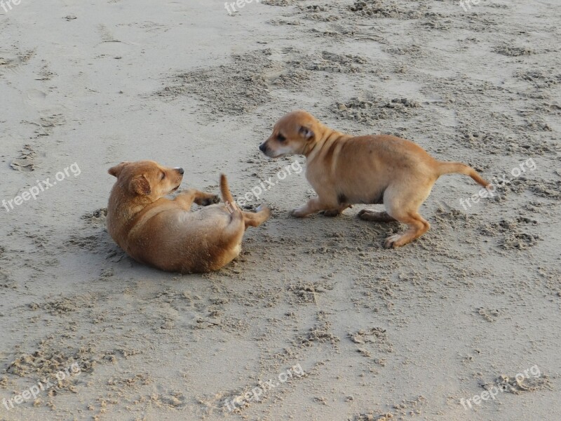 Puppy Beach Sand Playing Pet