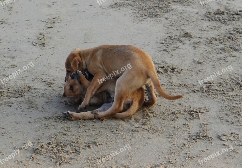 Puppy Beach Sand Playing Pet