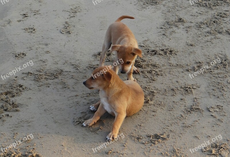 Puppy Beach Sand Playing Pet