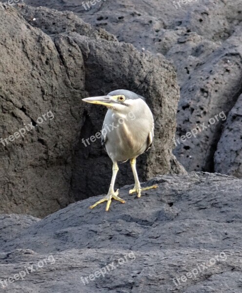 Little Heron Bird Wader Striated Heron Butorides Striata