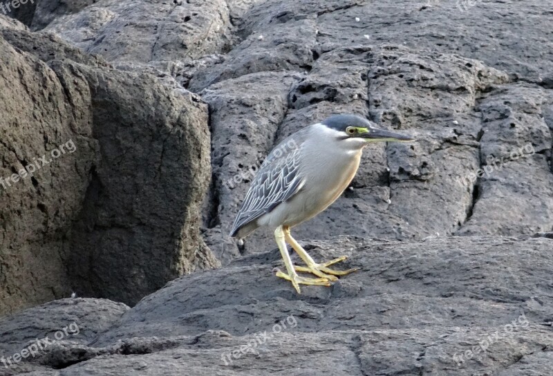 Little Heron Bird Wader Striated Heron Butorides Striata