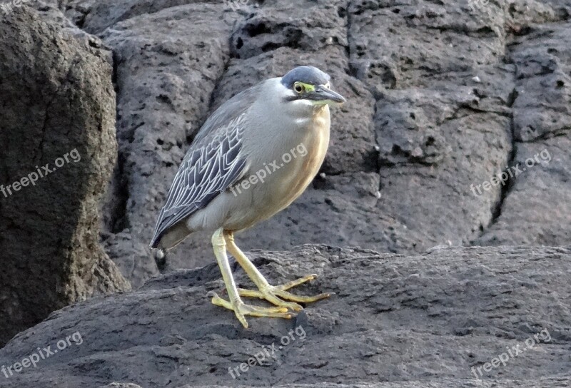 Little Heron Bird Wader Striated Heron Butorides Striata