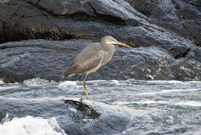 Western Reef Egret Bird Western Reef Heron Egretta Gularis Wader