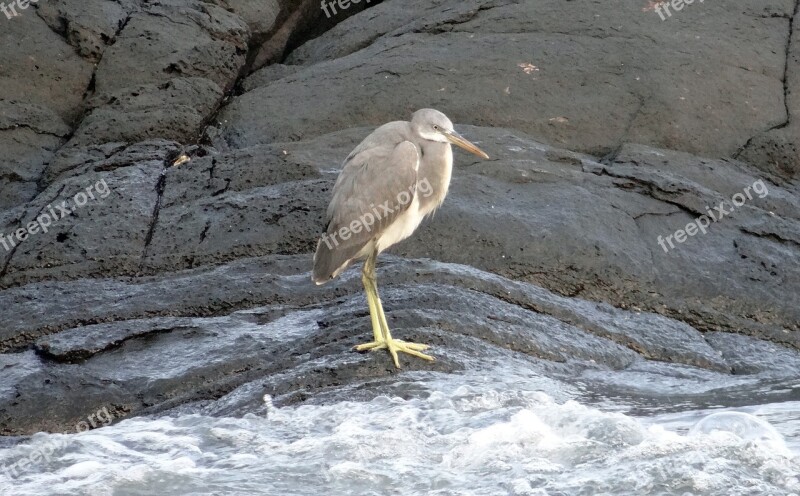 Western Reef Egret Bird Western Reef Heron Egretta Gularis Wader