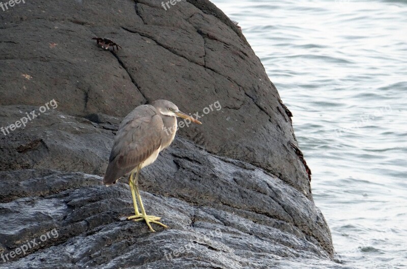 Western Reef Egret Bird Western Reef Heron Egretta Gularis Wader