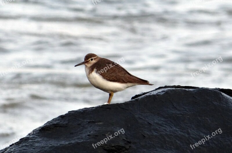 Common Sandpiper Bird Actitis Hypoleucos Sandpiper Wader