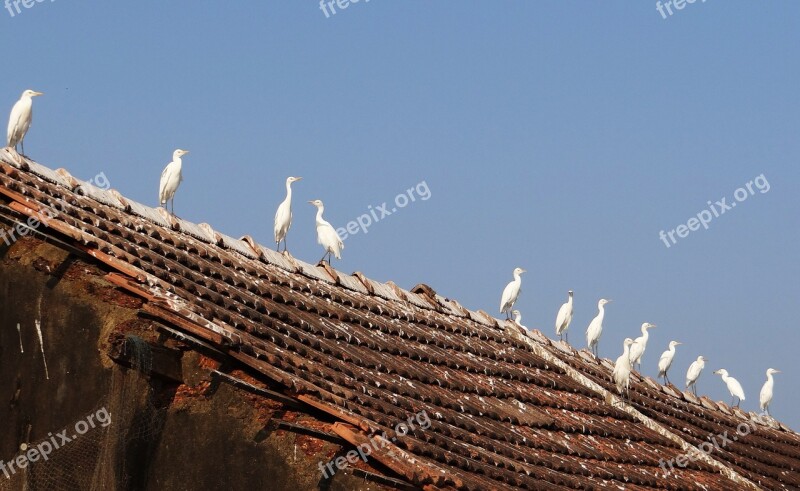 Little Egret Bird Egret Egretta Garzetta Wader